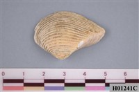 藏品(厚蛤)的圖片